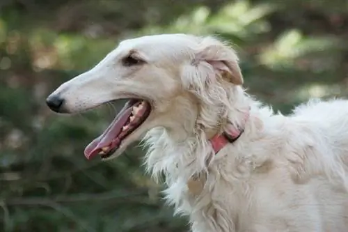 Borzoi šunų veislė: informacija, nuotraukos, priežiūros vadovas, temperamentas & bruožai