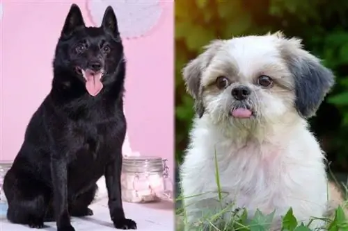 Skip-Shzu (Schipperke & Shih Tzu Mix): სურათები, გზამკვლევი, ინფორმაცია, მოვლა & მეტი