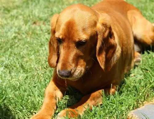 Beagle (Beagle & Cocker Spaniel Mix): Info, Obrázky, Starostlivosť & Viac