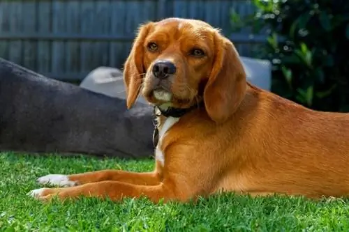 Beagle (Beagle & King Charles Spaniel Mix): fotos, informació, guia de cura & Més