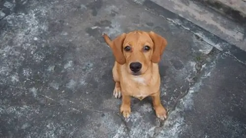 Beago (Beagle & Campuran Golden Retriever): Gambar, Info, Perawatan & Selengkapnya