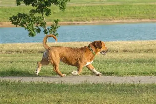 Beagi (Beagle & Corgi Mix): Slike, vodnik, informacije, nega & Več