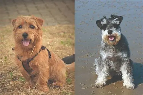 Порода собак карнауцер: полное руководство, фотографии, информация, уход & Подробнее