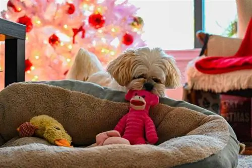 9 úžasných DIY vánočních hraček pro psy, které si dnes můžete vyrobit (s obrázky)