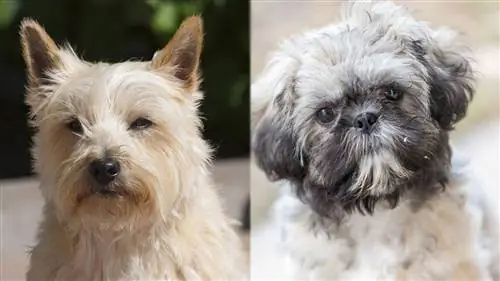 Care Tzu (Cairn Terrier en Shih Tzu): Gids, inligting, prente, sorg & Meer