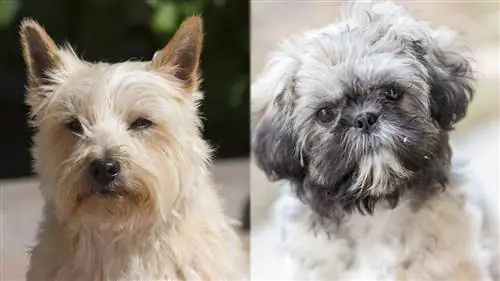 Njega Tzua (Cairn terijer i Shih Tzu): vodič, informacije, slike, njega & Više