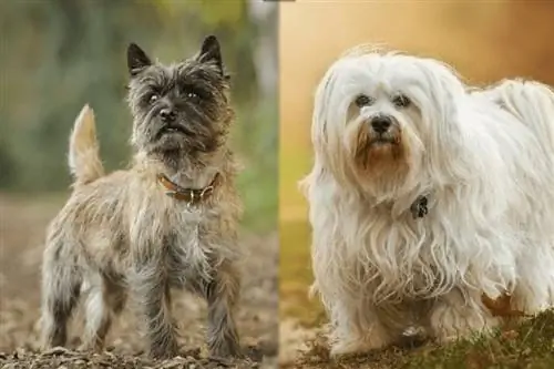 Cairn Terrier (Cairn Terrier & Havanese Mix): zdjęcia, informacje, pielęgnacja & Więcej