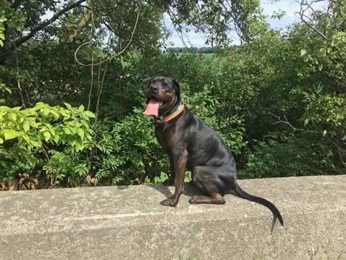 Bullweiler (Engleski buldog & Rottweiler Mix): Slike, informacije & Vodič za njegu