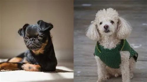 Broodle Griffon (Brussels Griffon & Poodle Mix): Képek, információ, gondozás & Jellemzők