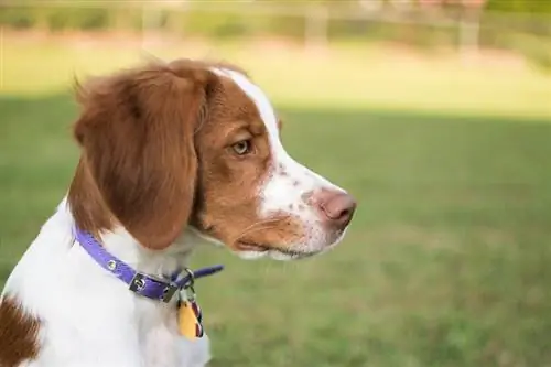 Brittany Dog: Οδηγός φυλής, Πληροφορίες, Εικόνες, Φροντίδα & Περισσότερα