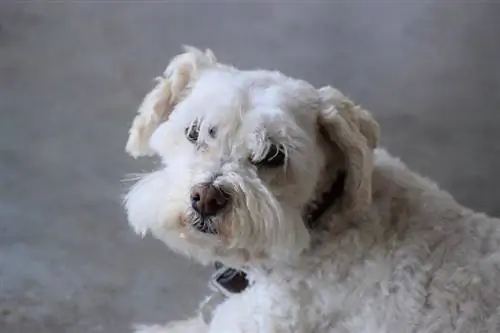 Boxerdoodle (Mezcla de caniche boxer) Raza de perro: imágenes, información, guía de cuidados & Rasgos