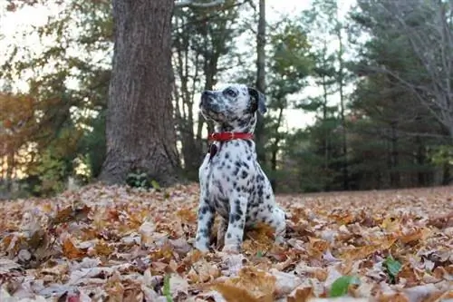 Bullmatian (Bulldog & Dalmatian Mix): Info, Kuvat, Hoito & Lisää