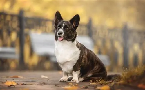 Brindle Corgi: Facts, Origin & History (with Pictures)