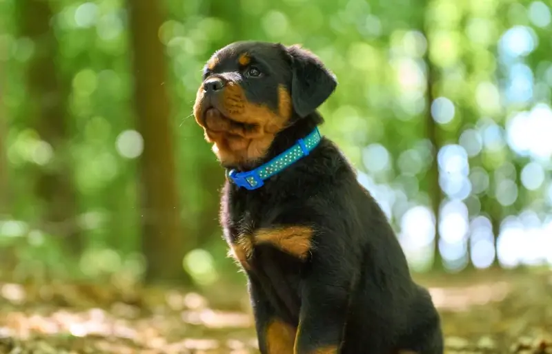 Rottweiler İlk Kez Köpek Sahiplenecekler İçin İyi mi? Evlat Edinmeden Önce Okuyun