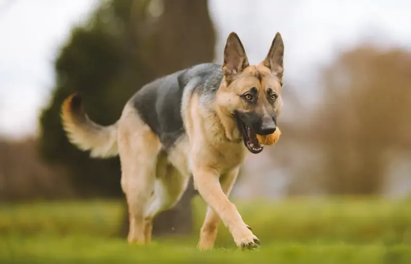 10 ของเล่นสุนัขที่ดีที่สุดสำหรับคนเลี้ยงแกะเยอรมันในปี 2023: รีวิวและตัวเลือกยอดนิยม