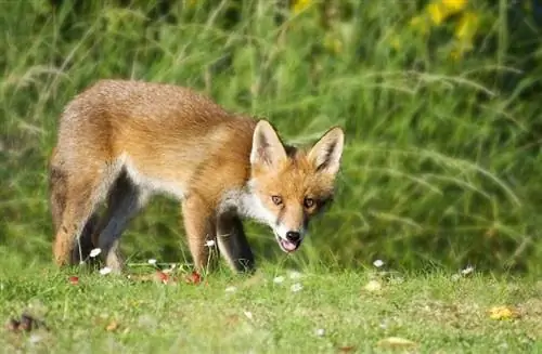 Adakah Foxes Mendengkur? Jawapan Menarik