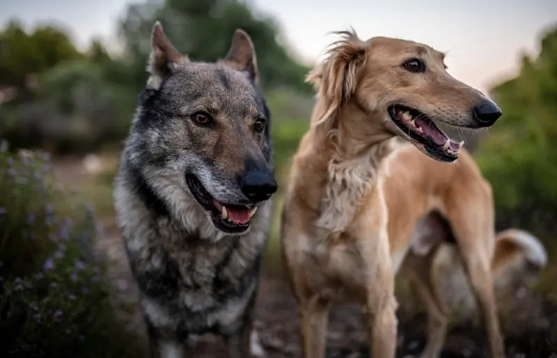 I cani sono più intelligenti dei lupi? Fatti esaminati dal veterinario