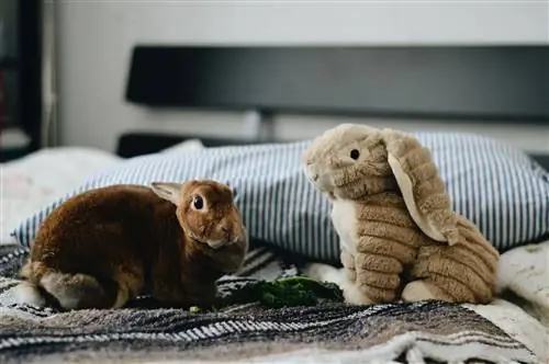 5 brinquedos DIY fáceis para coelhos que você pode fazer em casa (com fotos)