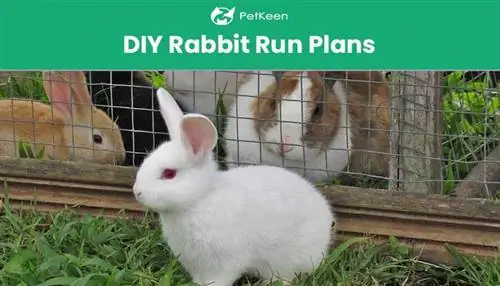 5 DIY Rabbit Run-planne wat jy vandag kan bou (met prente)