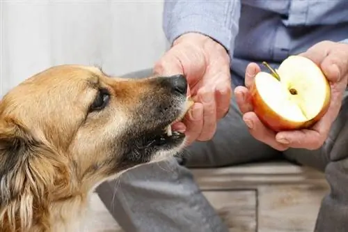 6 gode kilder til fibre til hunde (& Hvor meget har de brug for dagligt)