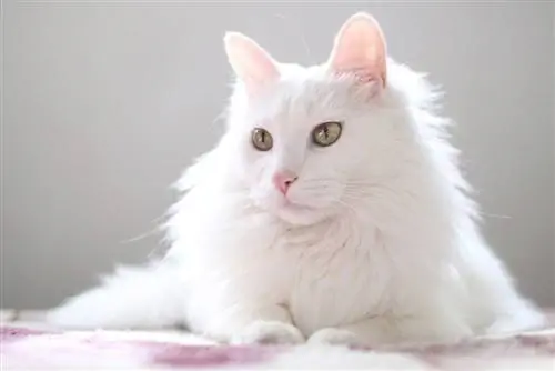 22 races de chats blancs : liste complète avec infos & photos