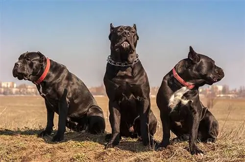 10 najlepszych obroży Cane Corso w 2023 r.: recenzje & najczęściej wybierane