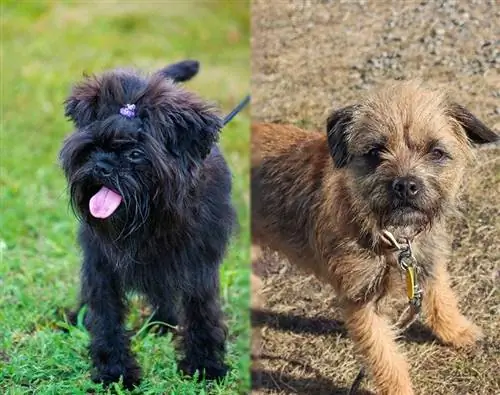 Affen Terrier Köpek Cinsi: Bilgi, Resimler, Bakım Rehberi & Daha Fazlası