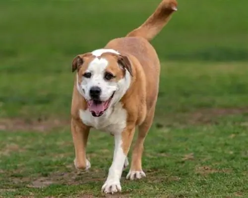 Bully Basset (Basset Hound & Bulldog Mix): zdjęcia, informacje, pielęgnacja & Więcej