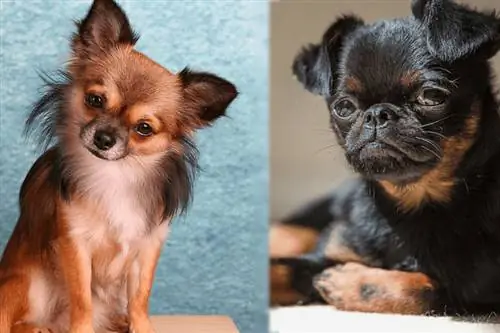 Chussel (Chihuahua & Brussels Griffon Mix): Guide, Info, Pictures, Care & Më shumë