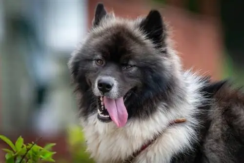 Chusky (Chow Chow & Siberian Husky Mix): ინფორმაცია, სურათები, მოვლა & მეტი