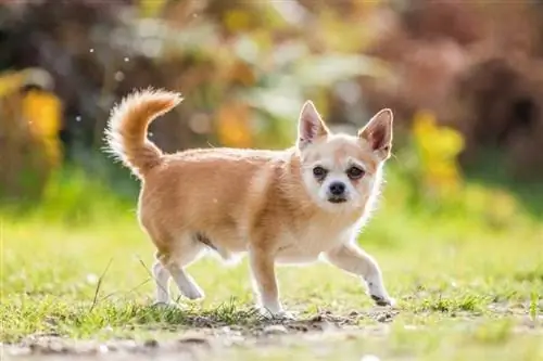 Chorkie (Chihuahua & Mix Yorkshire Terrier): Obrázky, sprievodca, informácie, starostlivosť & Viac