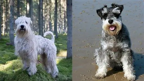 Raça de cachorro Wheatzer de pelagem macia: fotos, temperamento & características