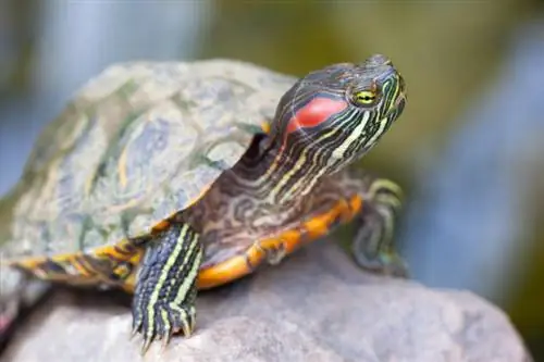 Magkano ang Halaga ng Red-Eared Slider Turtle? (Gabay sa Presyo ng 2023)