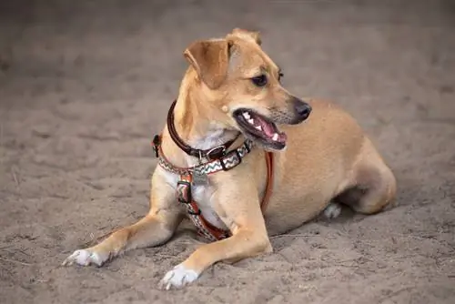 Italian Greagle Dog Rotu: Kuvia, Info, Hoito & Lisää