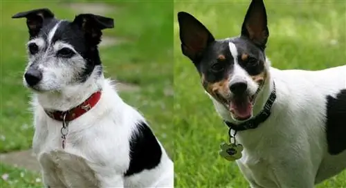 Информация за породата кучета Jack Rat Terrier: Снимки, Ръководство, Грижи & Още