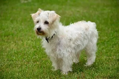 Jack A Poo (Jack Russell Terrier & Miniature Poodle Mix): Mga Larawan, Gabay, Impormasyon & Pangangalaga