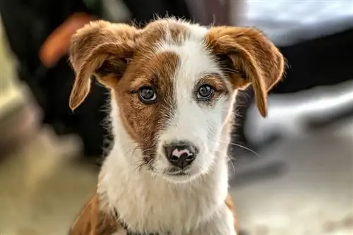 Jackshund (Jack Russel Terrier & Dachshunds Mix): Gambar, Panduan, Info, Perawatan & Lebih Banyak