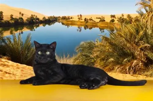 Black Savannah Cat: Fakta, původ & Historie (s obrázky)