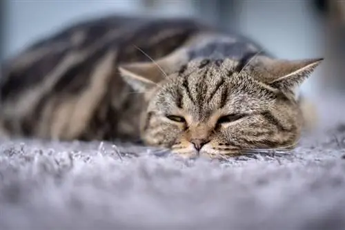 Котешко отравяне: как се случва, симптоми и грижи (Отговор на ветеринар)