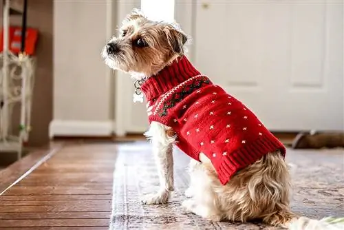 10 υπέροχα χριστουγεννιάτικα δώρα για DIY για σκύλους και λάτρεις των σκύλων (με εικόνες)