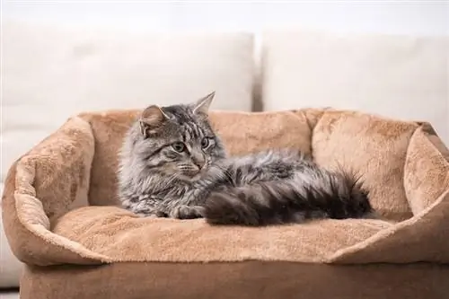 Hvad er duftsoakers til katte? Brug og sikkerhed forklaret