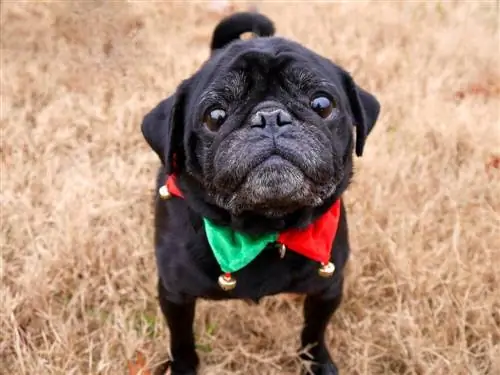8 sjajnih DIY božićnih ogrlica za pse koje možete napraviti danas (sa slikama)