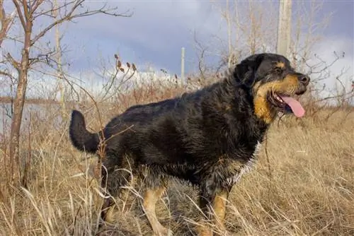 Лабернезе нохойн үүлдэр: Зураг, гарын авлага, мэдээлэл, арчилгаа & Дэлгэрэнгүй