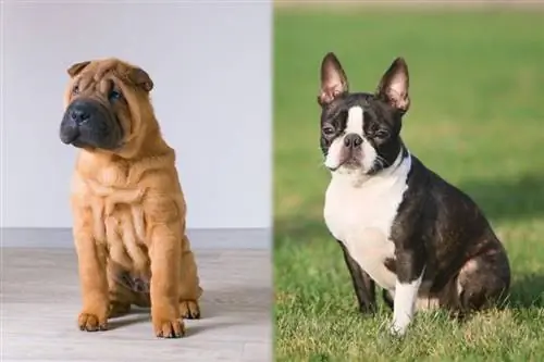 Sharbo (Boston Terrier & Shar-Pei Qarışığı): Məlumat, Şəkillər, Baxım & Daha çox