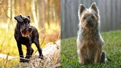 Silkzer (Mezcla de Schnauzer miniatura & Silky Terrier): imágenes, guía, información, cuidado & ¡Más