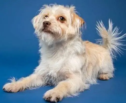 Terri-Poo (Australian Terrier & Poodle Mix): Guide, Foto, Info, Care & Më shumë
