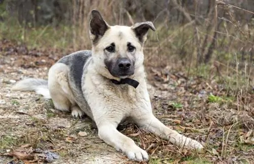 تولد كلب الراعي الألماني تشاو: معلومات ، صور ، رعاية & المزيد