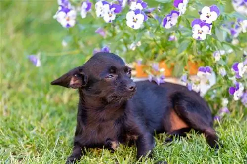 Chi-Poo (Chihuahua & Poedelmix): afbeeldingen, gids, info, verzorging & Meer