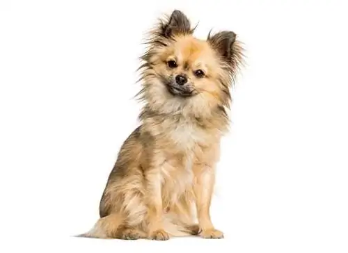 Chi-Chi (Chinese Crested & Chihuahua Mix): Info, bilder, & Care