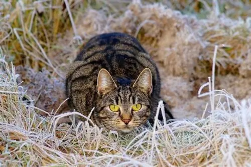 Prečo sa mačky vrtia skôr, ako sa vrhnú? Vysvetlenie správania mačiek